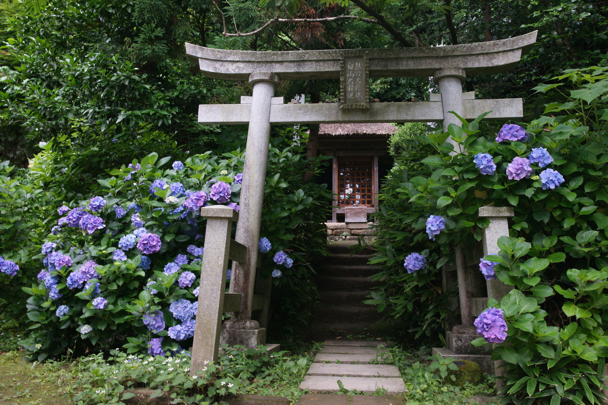 杉本寺紫陽花