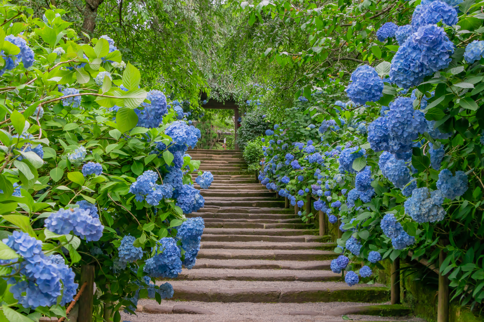 明月院紫陽花