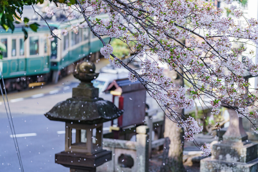 見どころがいっぱい！桜舞う街 藤沢で見つけた春の美しい桜フォト